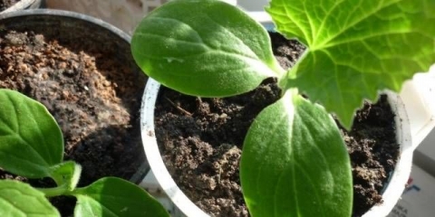 Kada saditi krastavce za rasad 2021